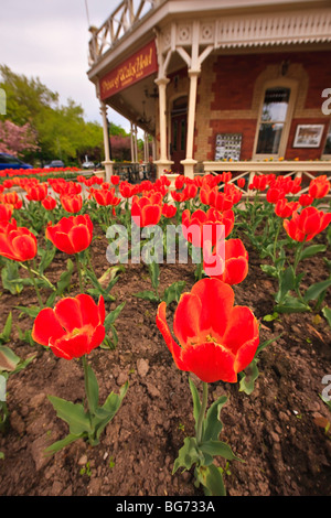 Bunte Tulpen, Tulipa, vor dem Prince Of Wales Hotel (erbaut 1864) in der Stadt von Niagara-on-the-Lake, Ontario, Kanada. Stockfoto