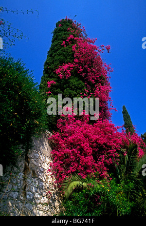 Bougainvillea, Taormina, Provinz Messina, Sizilien, Italien, Europa Stockfoto