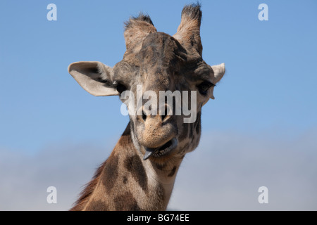 Nahaufnahme der Giraffe, mit seiner Zunge heraus, auf Safari West Tier-und Pflanzenwelt bewahren in den Hügeln von Santa Rosa, Kalifornien, USA. Stockfoto