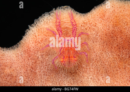 Behaarte hocken Hummer, Lauriea Siagiani, Leben in einem riesigen Fass-Schwamm, Xestospongia, Tulamben; Bali; Indonesien. Stockfoto