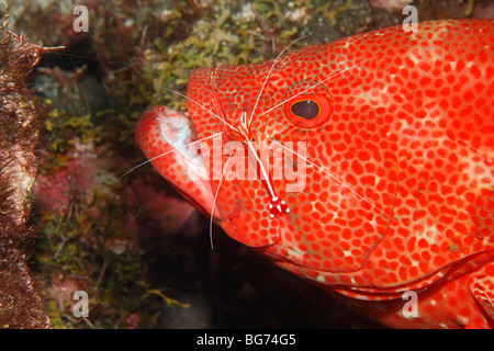 Tomate Kabeljau oder Tomate Grouper, Cephalopholis sonnerati, gereinigt durch eine Putzergarnelen, Lysmata amboinensis, Stockfoto