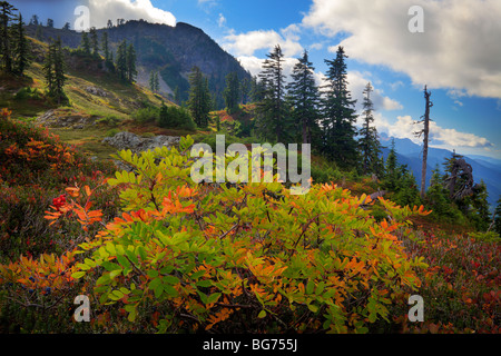 Eberesche im Frühherbst in der Nähe von Park Butte in der Mount Baker-Wildnis Stockfoto