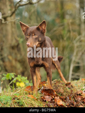 Australischer Kelpie-Hund Stockfoto