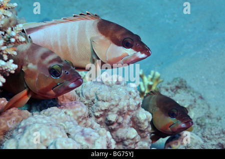 Schwarzspitzen-Zackenbarsch Fisch, Epinephelus Fasciatus, Korallenriff, "Red Sea" Stockfoto