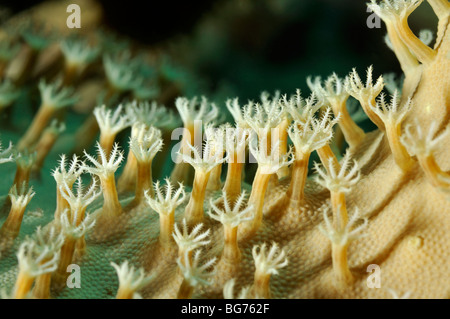 Nahaufnahme von Polypen des "Rauleder Coral", eine weiche Koralle (Sarcophyton Glaucum) Stockfoto