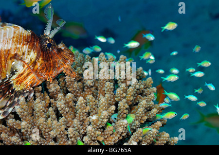 Rotfeuerfische auf Korallen Blick auf zukünftige Abendessen Bluegreen Chromis Fisch Stockfoto