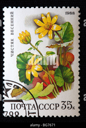 Kleinen Schöllkraut (Ranunculus Ficaria, Ficaria Grandiflora, Ficaria Verna), Briefmarke, UdSSR, 1988 Stockfoto