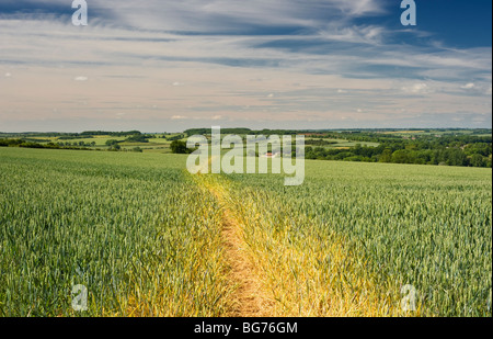 Öffentlichen Fußweg durch ein Weizenfeld im Juni, in der Nähe von Easton auf dem Hügel, Northamptonshire, England Stockfoto