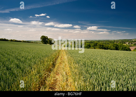 Öffentlichen Fußweg durch ein Weizenfeld im Juni, in der Nähe von Easton auf dem Hügel, Northamptonshire, England Stockfoto