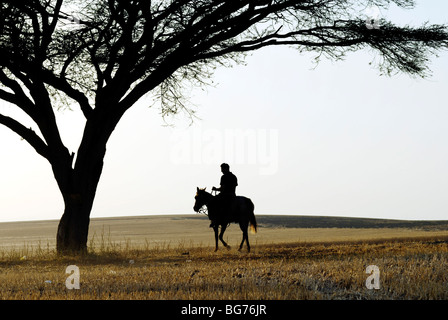 Israel, Negev, Horsemen at rest under a lone acacia tree in a wheat field Stockfoto