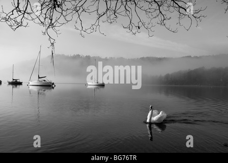 Höckerschwan auf Windermere in Cumbria an einem nebligen Wintermorgen mit Yachten im Hintergrund. Stockfoto