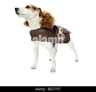 Jack Russell Terrier Hund verkleidet Stockfoto