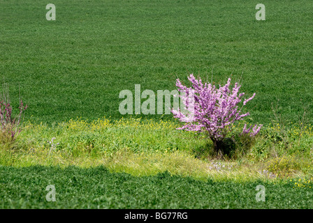 Israel, Negev, lila Blüten auf einem einsamen Baum in einem Weizenfeld Stockfoto
