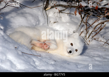 Polarfuchs (Alopex lagopus), Churchill, Manitoba, Kanada Stockfoto