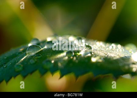 Israel, Negev, Wassertropfen auf einem Blatt Stockfoto