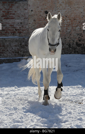 Buchstabenform Vollblutpferd russische Thouroghbred Vollblutaraber russischer Arabisches Vollblut Stockfoto