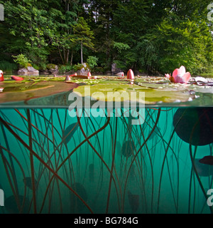 Wildes rosa Seerosen (Nymphaea sp) in einem Jura-See (Frankreich). Nénuphars Rosen (Nymphaea sp) Dans un Lac Jurassien (Frankreich). Stockfoto