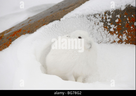 Arktische Hasen (Lepus Arcticus) Zuflucht vor Wind in Lee von Boulder, Churchill, Manitoba, Kanada Stockfoto