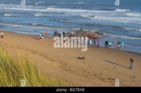 Männliche Pottwal, Physeter Macrocephalus, Balmedie Strand, in der Nähe von Aberdeen, Schottland Stockfoto