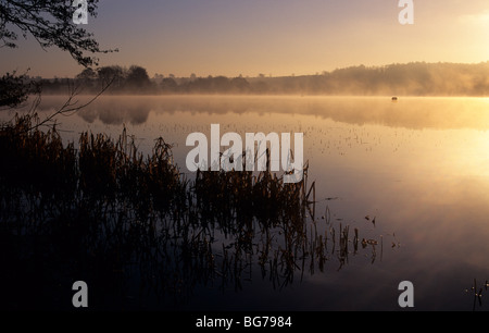 Am frühen Morgen Sonnenaufgang und Nebel über Frensham Großen Teich im März. Farnham Surrey England Großbritannien Großbritannien Stockfoto