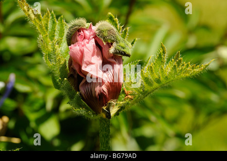 Pfingstrose, die in der Knospe platzen in Blume englische Landschaft Mohn Stockfoto