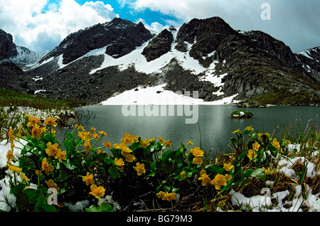 Sumpfdotterblumen (Caltha Palustris, Butterblume). Karakol-See. Iolgo Ridge. Altai. Sibirien. Russland Stockfoto