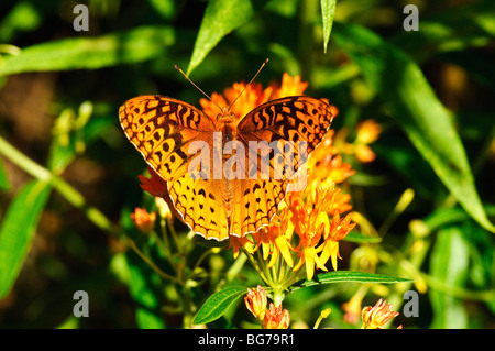 Großen Spangled Fritillary Butterfly Fütterung auf Orange Seidenpflanze. Stockfoto