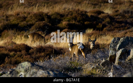 Rehe, Capreolus Capreolus, auf einem schottischen Moor, Grampian Mountain Range, Aberdeenshire, UK Stockfoto