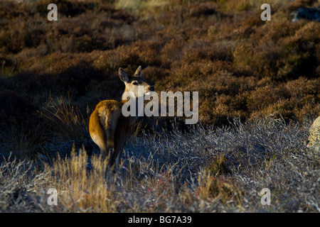 Roter Hirsch, Cervus Elaphus, Hirschkuh auf schottischen Moor, Grampian Mountain Range, Aberdeenshire. Stockfoto