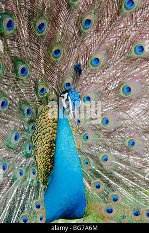 Eine männliche indische blaue Pfau (Pavo Cristatus) Angeberei sein Gefieder Stockfoto