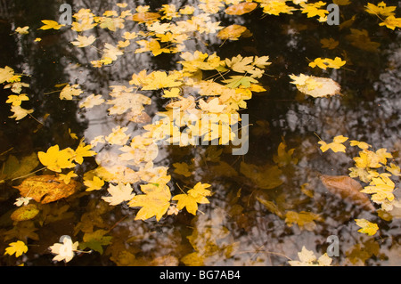 Herbstliche Blätter schwimmend auf einem Stream. Stockfoto