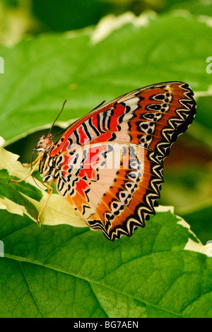 Malay Florfliege Schmetterling Stockfoto