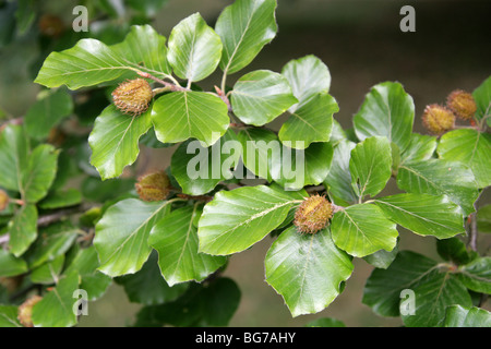 Buche-Mast, Fagus Sylvatica, Fagaceae Stockfoto