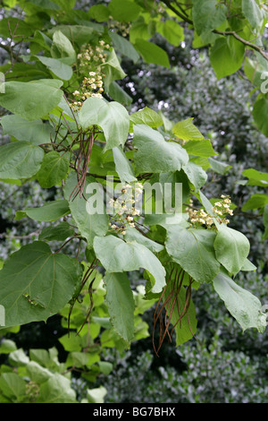 Beijing Catalpa, chinesische Catalpa, chinesische Catawba, Zwerg indische Bean Tree, Manchurian Catalpa oder Umbrella Tree, Catalpa bungei Stockfoto