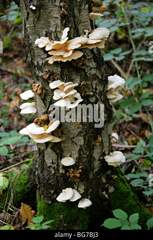 Verzweigte Austernpilz, Pleurotus Cornucopiae, Pleurotaceae Stockfoto