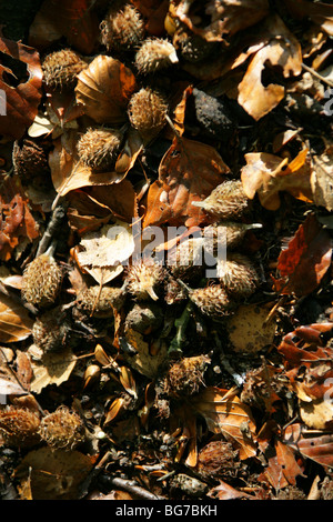 Buche-Mast, Fagus Sylvatica, Fagaceae Stockfoto