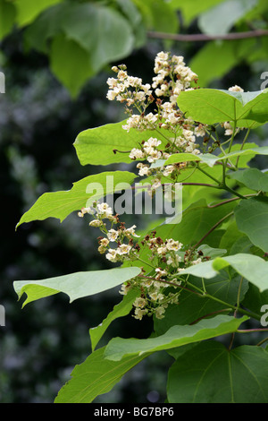 Beijing Catalpa, chinesische Catalpa, chinesische Catawba, Zwerg indische Bean Tree, Manchurian Catalpa oder Umbrella Tree, Catalpa bungei Stockfoto