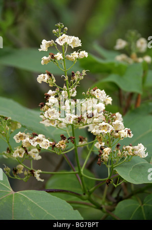 Beijing Catalpa, chinesische Catalpa, chinesische Catawba, Zwerg indische Bean Tree, Manchurian Catalpa oder Umbrella Tree, Catalpa bungei Stockfoto