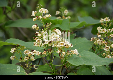 Beijing Catalpa, chinesische Catalpa, chinesische Catawba, Zwerg indische Bean Tree, Manchurian Catalpa oder Umbrella Tree, Catalpa bungei Stockfoto