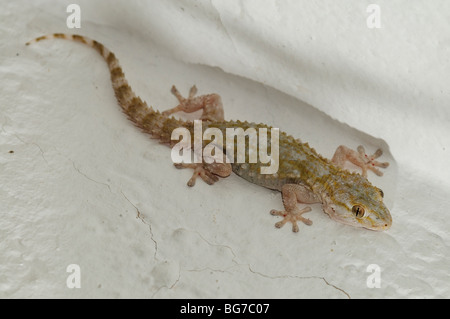 Maurischer Gecko (Tarentola Mauritanica) stalking Insekten auf einer Wand im Freien bei Nacht, Spanien Stockfoto