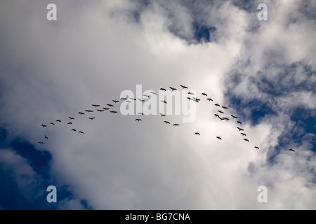 Ein Flug von Kanadagänse fliegen südlich entlang der Pazifik Zugstraße unter einem kalten Blau Frühwinter-Himmel Stockfoto