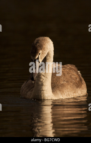 Ein Sub-adulten Höckerschwan, ein Cygnet mit Wasser tropft aus seinem Schnabel. Stockfoto