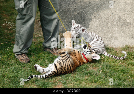 Zwei junge Bengal Tiger Cubs spielen im Cougar Mountain Zoo Stockfoto