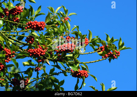 Beladen mit Beeren Ilex Aquifolium Stechpalme Stockfoto