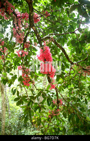 Sub-tropischen Regenwald Coolamon Baum in Blüte am Main Arm in der Nähe von Mullimbimby Stockfoto