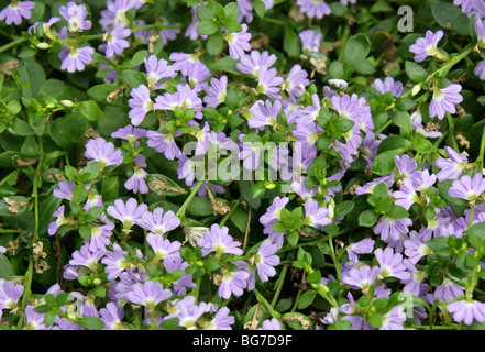 Fan-Feenblume oder gemeinsame Fan-Blume, Scaevola Aemula, Goodeniaceae, Australien und Tasmanien. Stockfoto