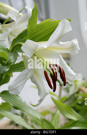 Golden Lily of Japan durchleuchtet, Goldband Lily, Lilium oder Arten Lilie, Lilium Auratum, Liliaceae, Japan, Asien Stockfoto