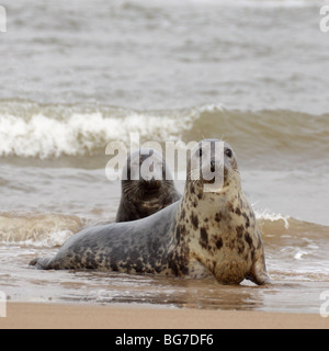 Atlantik grau versiegeln Halichoerus grypus Stockfoto