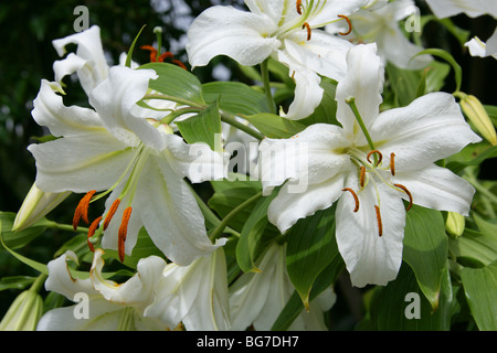 Golden Lily of Japan durchleuchtet, Goldband Lily, Lilium oder Arten Lilie, Lilium Auratum, Liliaceae, Japan, Asien Stockfoto