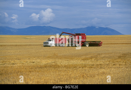 Ein Mähdrescher und ein Muldenkipper Ernten ein Weizenfeld im Spätsommer in der Nähe von Great Falls, Montana Stockfoto